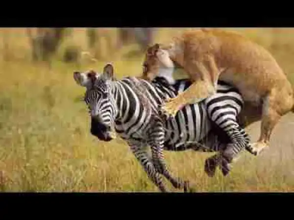 Video: Most Fascinating Big Cat Attacks including Cheetahs, Lions, Jaguar, Tiger, Lynx, Leopard